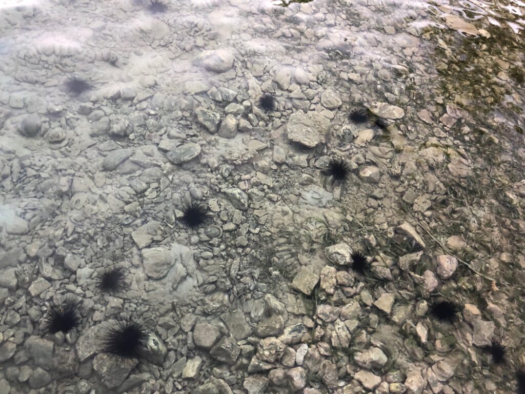 long spined urchins in shallow water