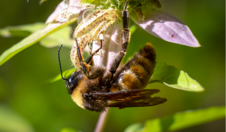 Bee on a flower